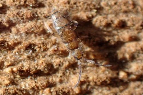 Réf. 336 163 : Willowsia platani